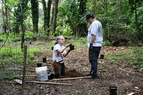 A man and woman plant a tree in a park.